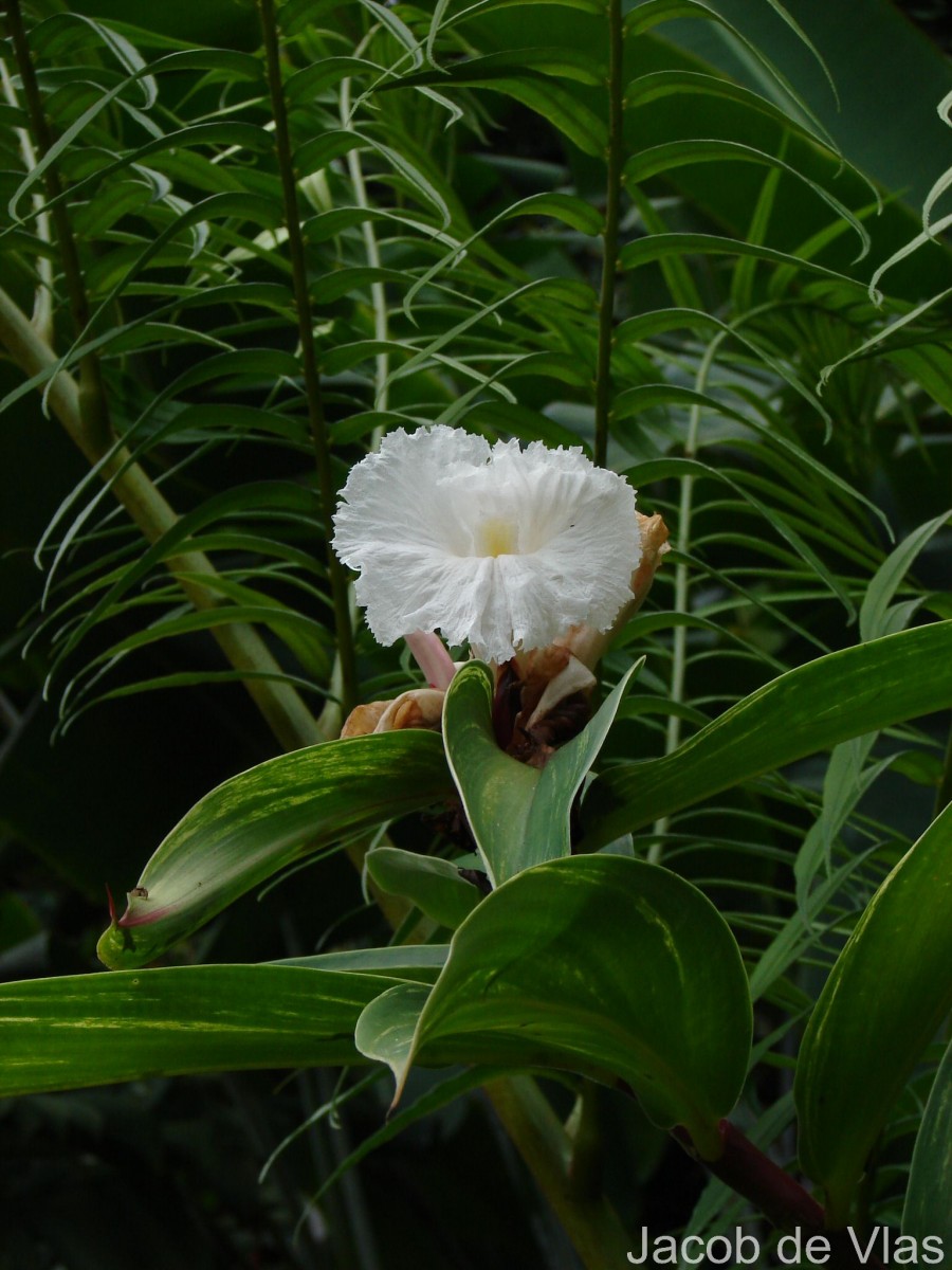 Hellenia speciosa (J.Koenig) S.R.Dutta